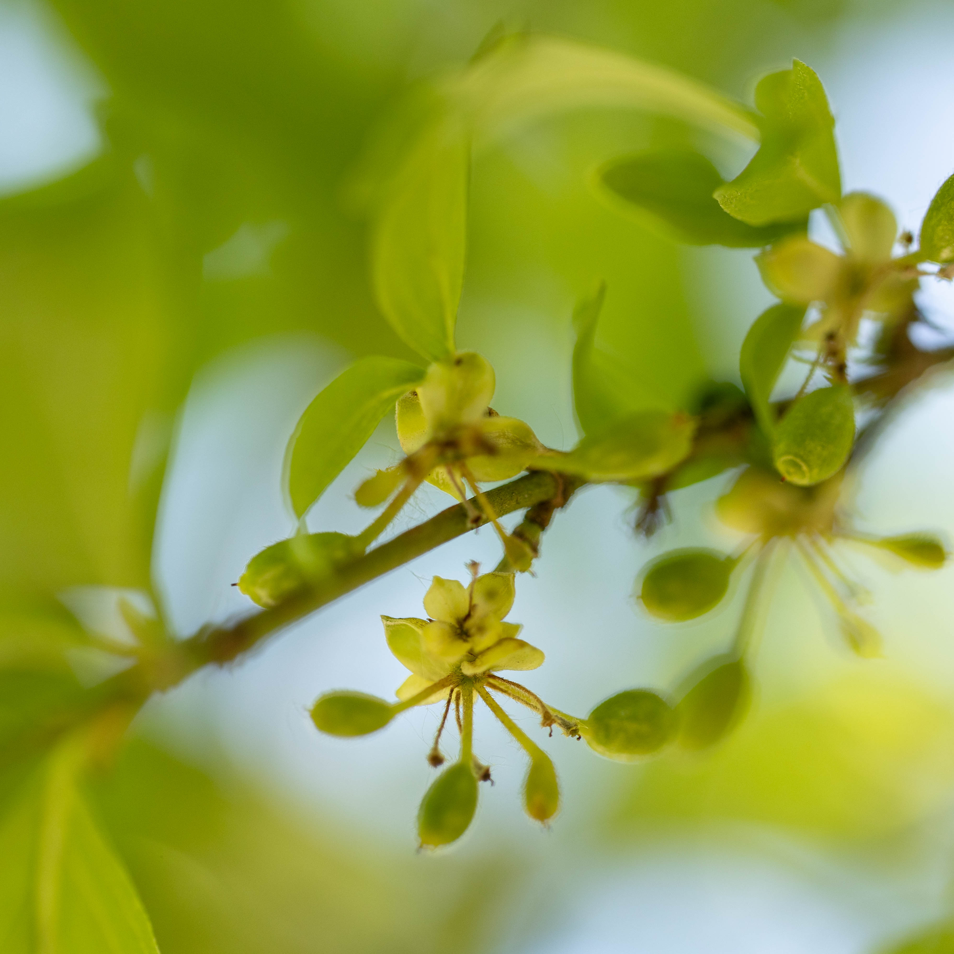 Cornus mas VJ
